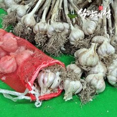 식탐대첩 의성 토종 육쪽마늘 대3.3kg내외 한접 95-105개
