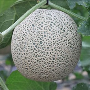 당도높은 머스크메론 4kg (2-3수)