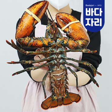 바다자리 살아서 도착하는 활랍스타 1마리 (500g)