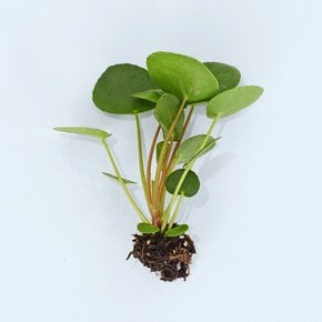필레아페페 세척모종 수경재배 공기정화식물