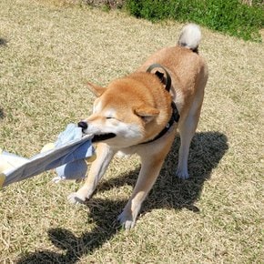 신나개 바스락 패브릭 인형_하마