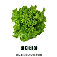 자연미가 국내산 무농약상추 바타비아 1kg ~ 4kg /  카이피라 쌈채소