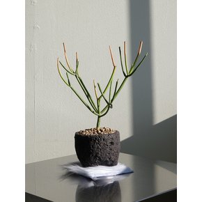 파티오라금 (Euphorbia tirucalli)