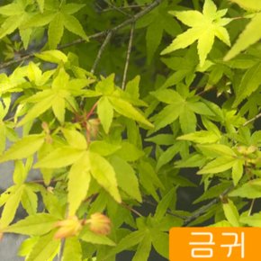 신품종 단풍나무 묘목 노랑잎 (금귀) 5치 화분묘