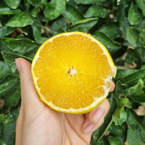 상품이미지2
