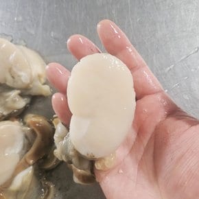 국내 자연산 손질 키조개 관자 500g 냉동