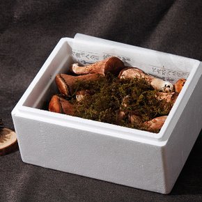 [8/28 순차출고]나주 유주호님의 무농약 참송이버섯 특품 700g 선물세트