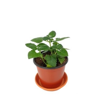 미스터허브 허브 키우기 공기정화 식물 캣닢 10cm