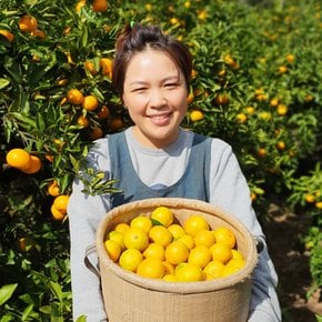 [유명산지]청정 제주 직송 노지 감귤/고당도 황금향