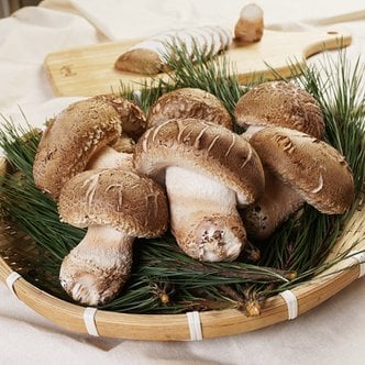 산정마을 순창직송 무농약 송고버섯(특품) 1kg