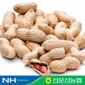  [선운산농협] 23년 햇 국내산 고창 생 알땅콩 1kg