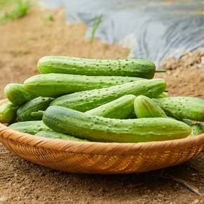 아삭한 국내산 백오이 빽오이 백다다기 1kg
