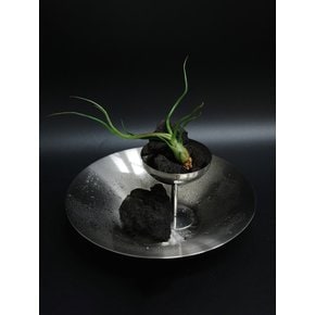 불보사 (Tillandsia bulbosa)