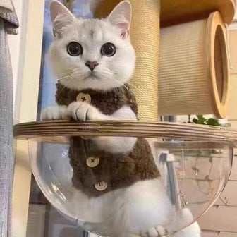 오너클랜 고양이 뽀글이 후리스 조끼 겨울 고양이옷 강아지옷