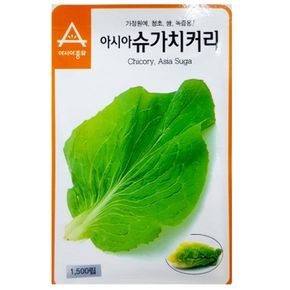 베란다텃밭 쌈 샐러드용 슈가치커리 씨앗 단맛 치커리 종자