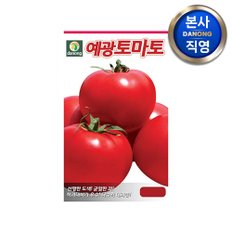 예광 큰토마토 씨앗 1만립 . 대과종 채소 텃밭 파종 주말 농장 파종 씨 종자