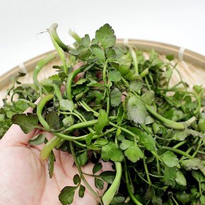 [산지직송] 구례댁 지리산 돌 미나리 500g