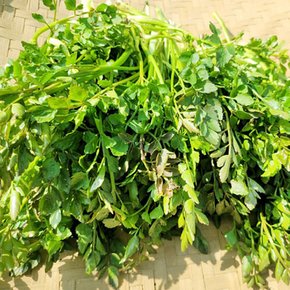 [산지직송] 구례댁 지리산 돌 미나리 500g