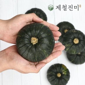 [예약 판매] 제철진미 제주 햇 미니밤단호박 보우짱 2kg 4-10과 (개당 200g-500g) 산지직송