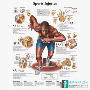 3B Scientific 스포츠부상 인체해부차트 VR1188 Sports Injury 병원액자