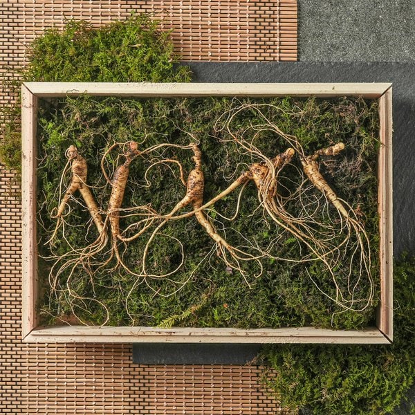 강원도 산이키운삼 10년근 진품 산양삼 5뿌리 세트