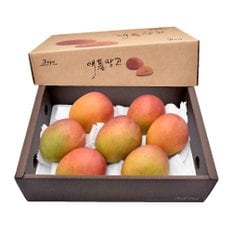 제주 애플망고(특대) 3kg(7~8과)