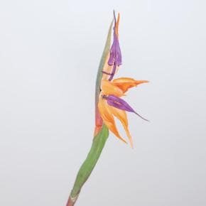실크플라워 극락조조화 조화꽃 가지 64cm  인조 미니