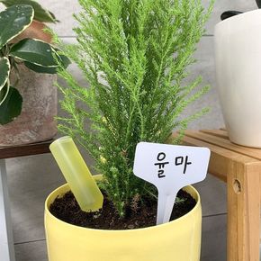 식물 이름표 20P 10x6cm T형 화이트