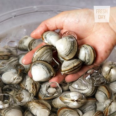 프레시데이 [단골농장] 서해안 고창 갯벌 해감된 동죽 조개 물총조개 3kg