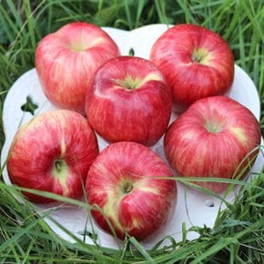 Fresh 새콤달콤 의성햇사과 가정용 못난이 흠과 대과 3.0kg 7-10과