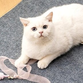 실내용 고양이 스크래치 패드 500732