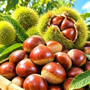 [제수용 추천] 국내산 햇밤 알밤 왕특 5kg