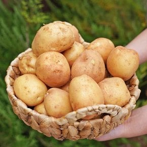국내산 흙 감자 대 3kg (100g~140g)