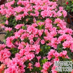 아잘레아 왜성명품철쭉(방울) 겹꽃철쭉포트묘목