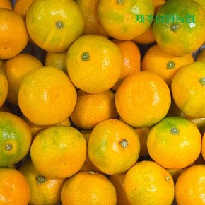 산지직송 제주 고당도 하우스 감귤 특로얄과 4.5kg (실중량)