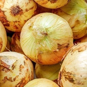 프레시 국내산 햇 양파 특대 3kg