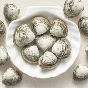 [오늘의바다] 동죽 1kg