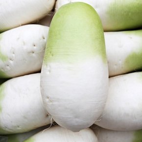 제주 세척 못난이 월동무 10kg (10-20개)