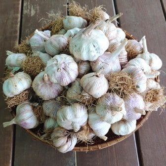  황토밭에서 자란 서산 파지마늘 1kg 대서마늘