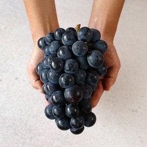 경북 산지직송 고당도 씨없는 포도 알이 큰 거봉 1kg (2송이)