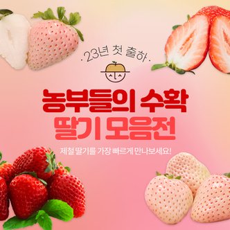 농부들의수확 [안전포장]새콤달콤 제철 딸기 설향 금실 설희 설화
