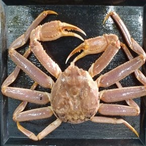 특A급 러시아 자숙 대게 찜 박달대게 선주 산지직송 5kg(4-5미)