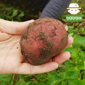  [삼촌농장] 24년 햇 포슬포슬 붉은 홍감자(조림용) 3kg