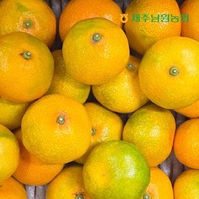 하우스 감귤 왕대과 4.5kg (실중량)