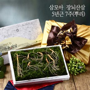 [9월11일 오전5시까지 주문시 명절전배송] [삼모아] 장뇌산삼(산양산삼) 5년근 7뿌리(보은세트)/싱싱우드락패키지케이스+공단보자기포장