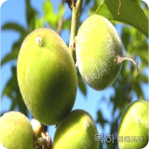 추가이미지