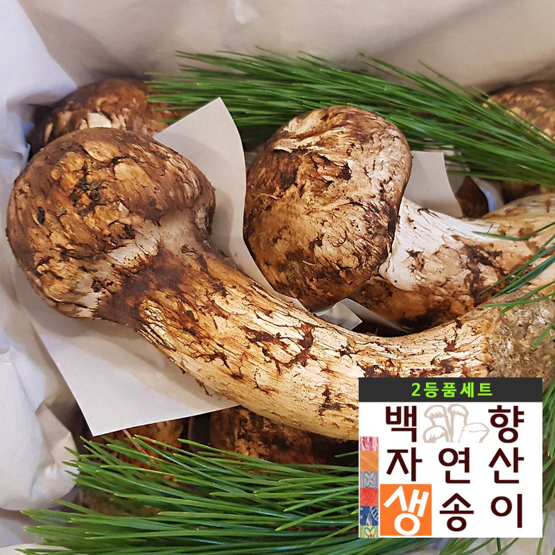 백향송이 2022 자연산 제철 생 송이버섯 2등품 1Kg, 신세계몰