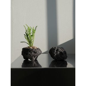 녹탑 (Crassula muscosa) 인탠저블 퍼 코스터