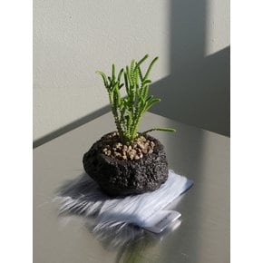 녹탑 (Crassula muscosa) 인탠저블 퍼 코스터