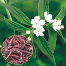 제이큐 자초 지치 지초 색뿌리 종자 품종 씨앗 500립